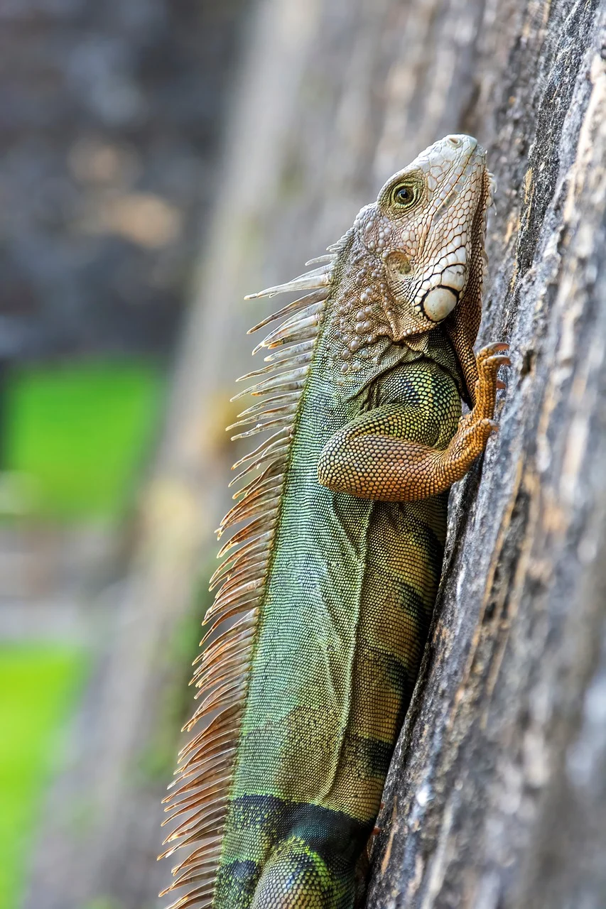 iguana-9541365_1280